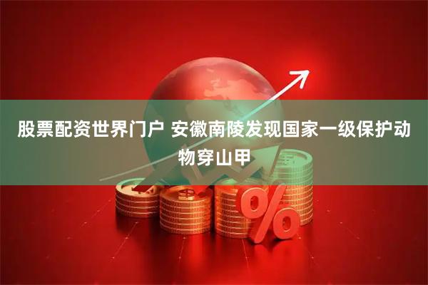 股票配资世界门户 安徽南陵发现国家一级保护动物穿山甲